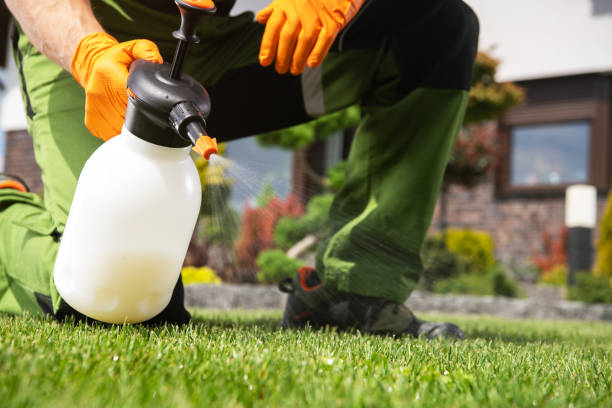 Best Termite Control Services  in Basye, VA