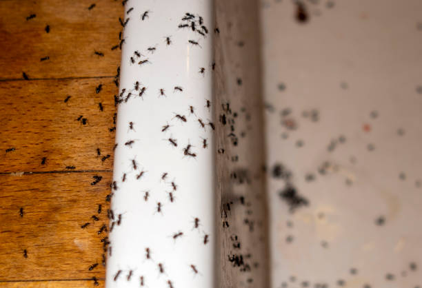 Bird Control in Basye, VA