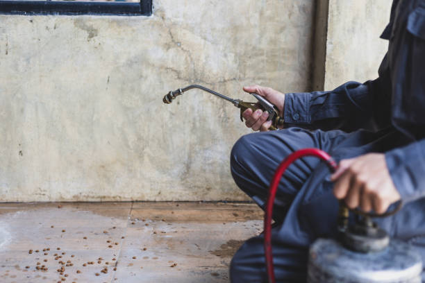 Best Wasp Removal Services  in Basye, VA